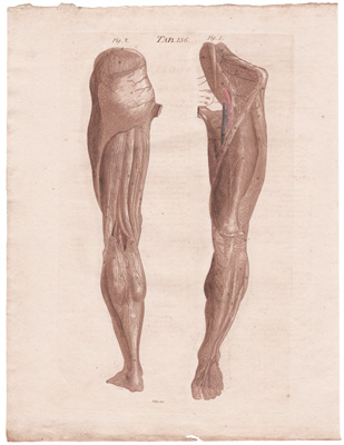 The Subcutaneous, and some of the Muscular Nerves of the Inferior Extremity